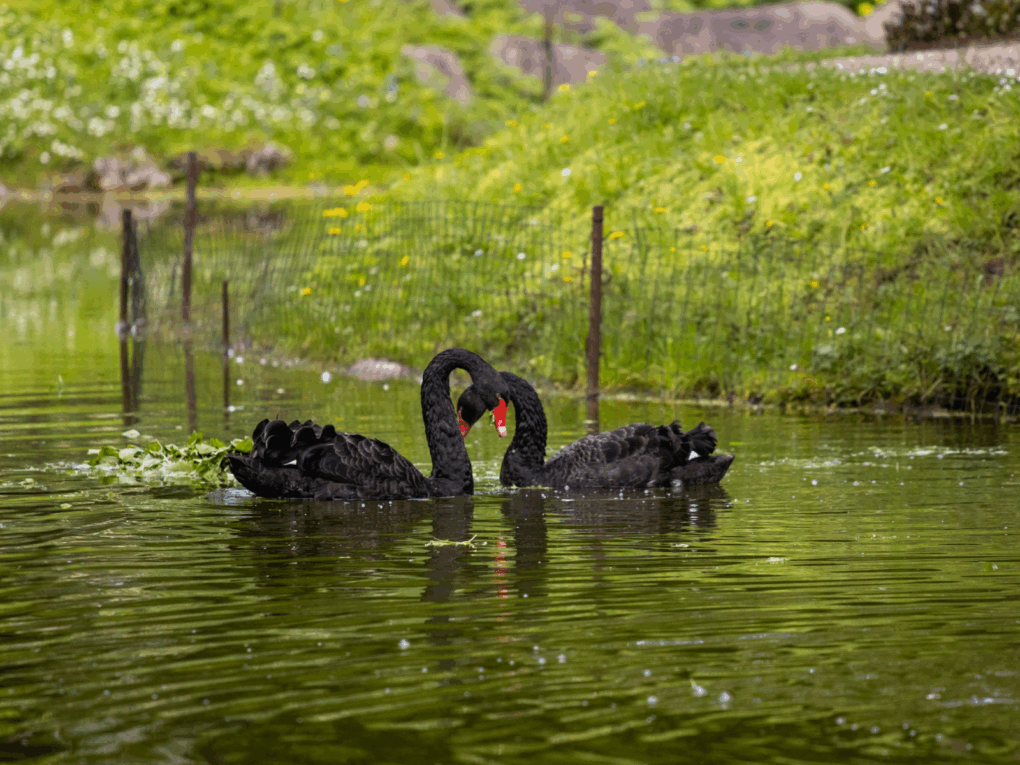 Finding The Black Swan: A Crisis Hotline Story